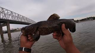 2.11lbs shovelhead....lil fish make big fish 5-27-21