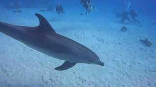 Diving with dolphins Hurghada Nov 2023