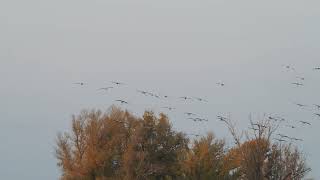 Ankunft und Landung der Kraniche am Schlafplatz an der Elbe nördlich von Torgau _ Vogelbeobachtung