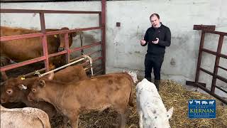 PART 2: Milky Starter Calf Pencils with David Magee