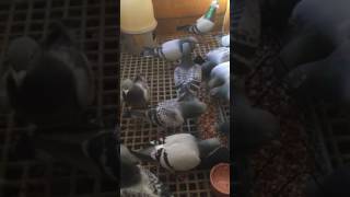 Glenview lofts Scotland , Vandenabeele pigeons