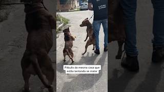 Mais um caso de pitbull reativo 😬 #adestramento #pitbull #cachorro #cao #crdog #shorts #cães