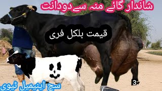 cholistani friesian cross cow| friesian cholistani cross| cholistani cows| Such animal tv|