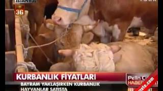 kurbanlik fiyatlari istanbul kurban pazari