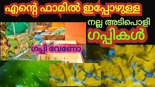 ഫാമിൽ ഇപ്പോഴുള്ള അടിപൊളി ഗപ്പികൾ കാണണോ//#guppy/ #farm/#farmvideo