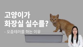 냥이가 이불에 오줌을 쌌어요! 고양이 오줌테러의 이유은?