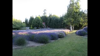 Purple Haze Lavender Farm 2020