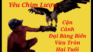 Cận cảnh con Đại Bàng Biển Vừa Tròn Hai Tuổi. Kênh Yêu Chim Lươn....