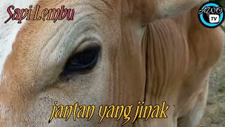 sapi lembu | sapi jinak makan rumput bersama