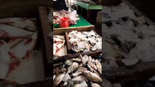 pasar beli ikan nila ikan patin ikan lele ikan gabus di sei lilin palembang Sumatera Selatan#shorts