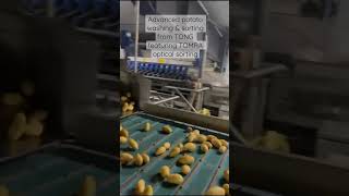 Optical sorting potatoes in Tong potato washing facility | Complete potato handling line from Tong