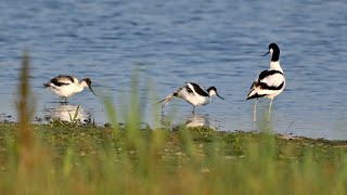 Jungvögel am Ijsselmeer_Bildershow