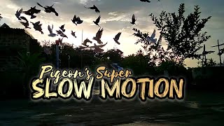 Pigeons in Flight | Stunning Slow Motion at Sunset #pigeon