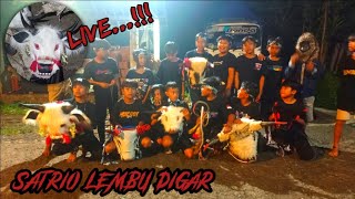 LIVE Mberot Satrio lembu digar