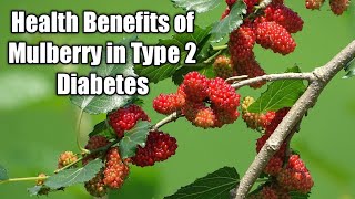 Health Benefits of Mulberry in Type 2 Diabetes II Teacher Ryan Gallardo #diabetes