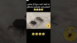 حتي الحشرات عندها مشاكل