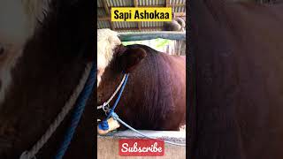 Sapi Ashokaaa #shorts #sapi #pemburusapiimpian