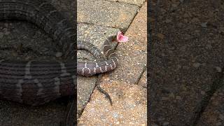 DEADLY SNAKE 🐍IN THE POOL