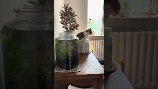 Rong the cat and her new neighbor Pollen the betta fish