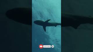 Grey Reef Sharks on a Coral Reef