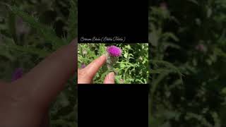 Cirsium edule - Edible Thistle