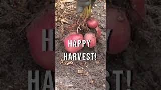 BIG POTATO HARVEST! 🥔