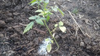 ADUBO PARA DESTRAVAR AS MUDAS DE TOMATE