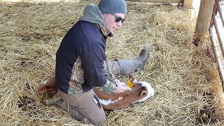 Tagging and Vaccinating a new calf.