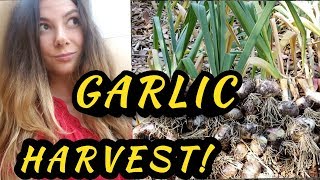 ORGANIC GARLIC HARVEST[No till permaculture garden]