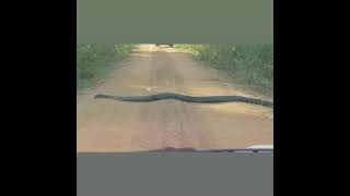 snake crossing#gaint Payton #uganda safari#lake mburo national Park.