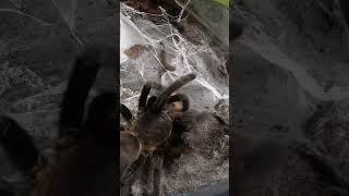 Let's feed the beast! 🕸🕷 #tarantula #spider #takedown #Chilobrachysdyscolusblack