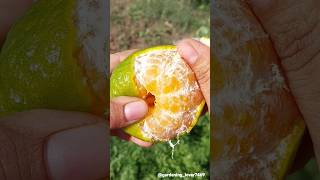 Fruits harvesting 🥑🍊🍈🍏🍑 #seasonal #fruit #garden #fruitfarming #satisfying @gardening_lover7469