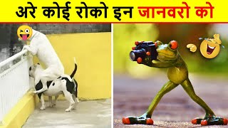 जानवरों के ऐसे कारनामे जिन्हें देखकर कर 😂😜...... Funny Animals Video | Funniest Dogs And Cats Videos