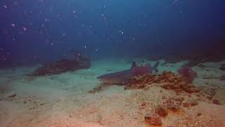 Whitefin shark