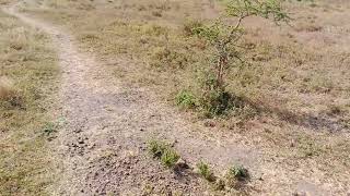 Modern Farming On Banks Of Athi River!!