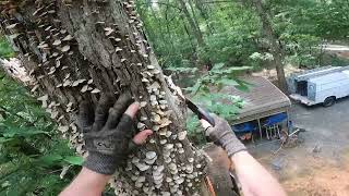 CLIMBING TO MUSHROOM LAND IN A CRISPY DEAD OAK