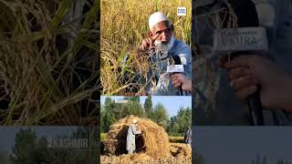 #Watch | Purana Dour Hee Acha Tha; Ahad Kak's Message For All.Paddy Harvesting Series 2024.