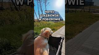 Reakcja psa na Hotel Gołębiewski - atrakcją Pobierowa