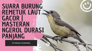 Suara Burung Remetuk Laut Gacor | Masteran Ngerol Durasi Panjang