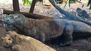 Meet The Dragon at  ZSL London Zoo