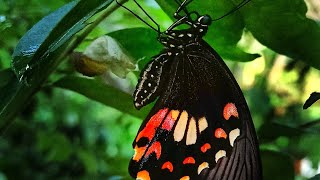 Butterflies newly out of Chrysalis #life #butterfly