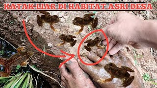 SEKALI KAKI MENGINJAK DISITU KATAK TERINJAK,HABIAT KATAK ALAMI DI DESA ASRI