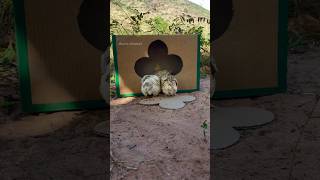 survival skills Animals By Quail Trap using Box #shorts