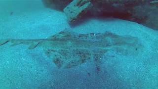 Angel Shark Lanzarote 13th February 2019