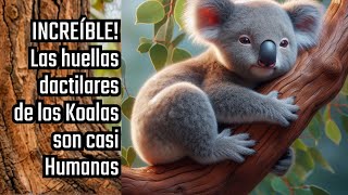 ¡Increíble! Las huellas dactilares de los koalas son casi humanas