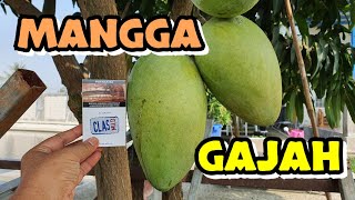 MANGGA GAJAH SANGAT GENJAH BUAH BESAR