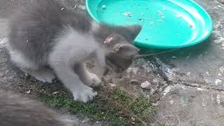 Kucing,kucil lagi persiapan mau makan bersama