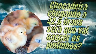 Chocadeira chegando a 42,6 graus será que vai nascer os Pintinhos?