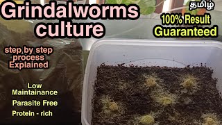 How to culture Grindalworms in Tamil | Parasite - Free  live food | Aquapets & Farm