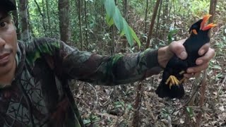 MIKAT BURUNG PUNAI DI PAGI HARI SI BUAH MENGKIRAI